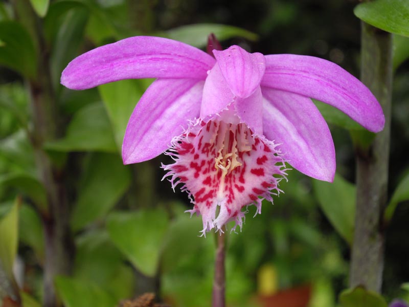 Pleione bulbocodioides en fleurs sur des rochers moussus en Chine centrale